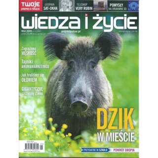 Wiedza i życie nr 5/2026 maj (1097) - Dzik w mieście