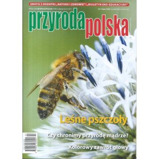 Przyroda Polska nr 7/2026 (czerwiec) - Leśne pszczoły